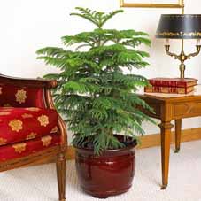 همه چیز درباره کاج مطبق (آروکاریا) Norfolk Island Pine